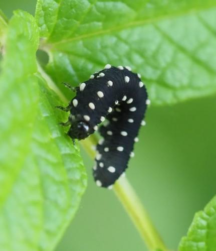 Réf. 238 368 : Athalia scutellariae